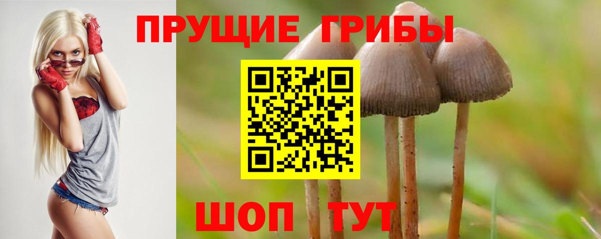 Псилоцибиновые грибы Cubensis  сколько стоит  Вышний Волочёк  Вход с VPN  Псилоцибиновые грибы Cubensis 